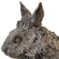 Thumper, lionhead rabbit