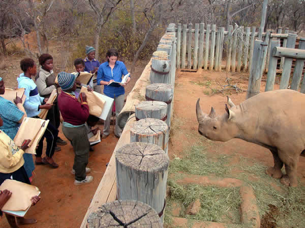 Drawing a rhino in Lapalala Game Reserve