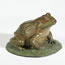 Bull frog, Pyxicephalus edulis