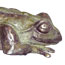 bronze sculpture FOAM NEST FROG